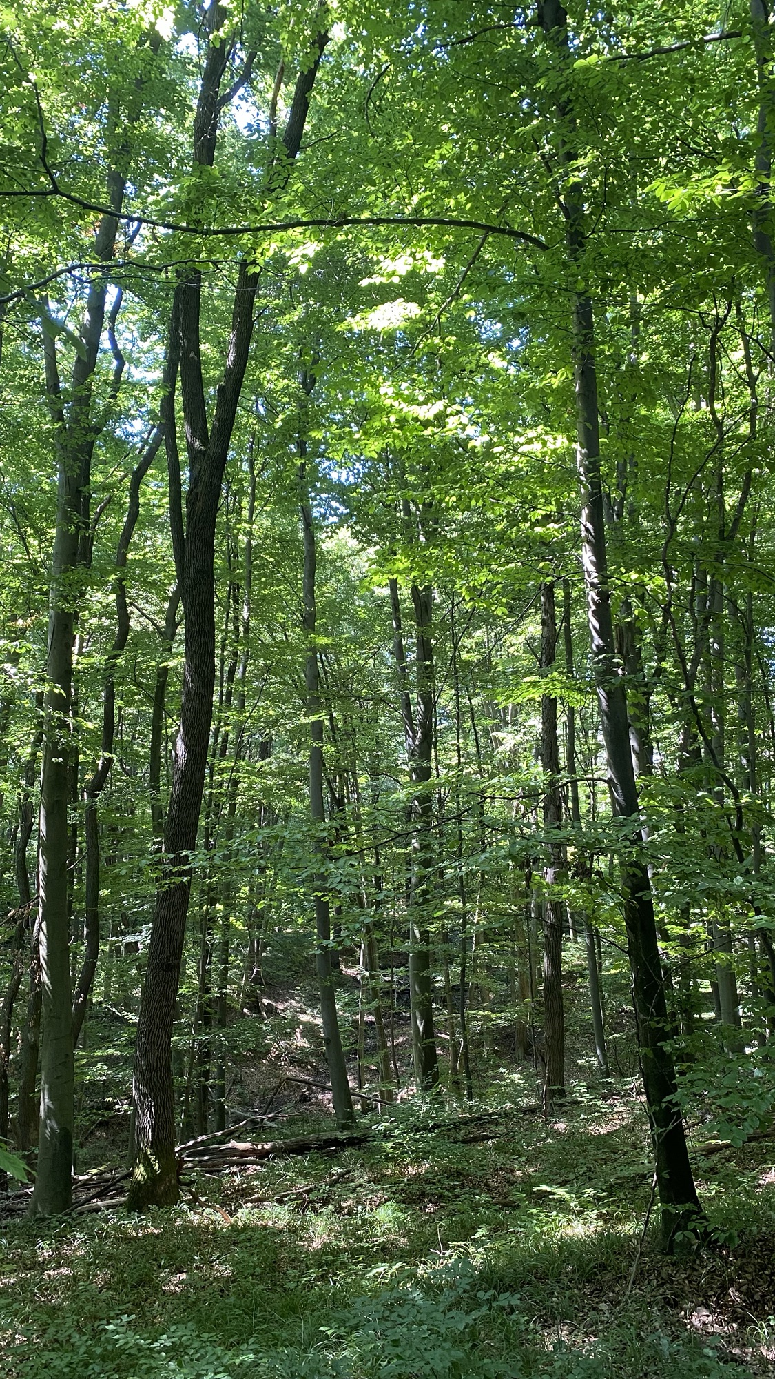 Tages Im-Puls im Wienerwald